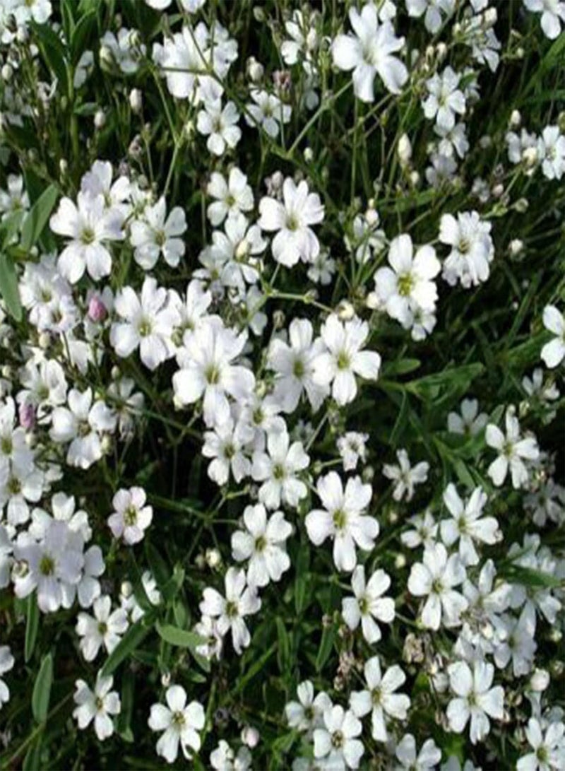 GGOOT 100Pcs Premium Flower Seeds, Gypsophila Paniculata Seeds Perennials Full of Vitality White Light Watering Flower Seeds for Balcony White - Image 2