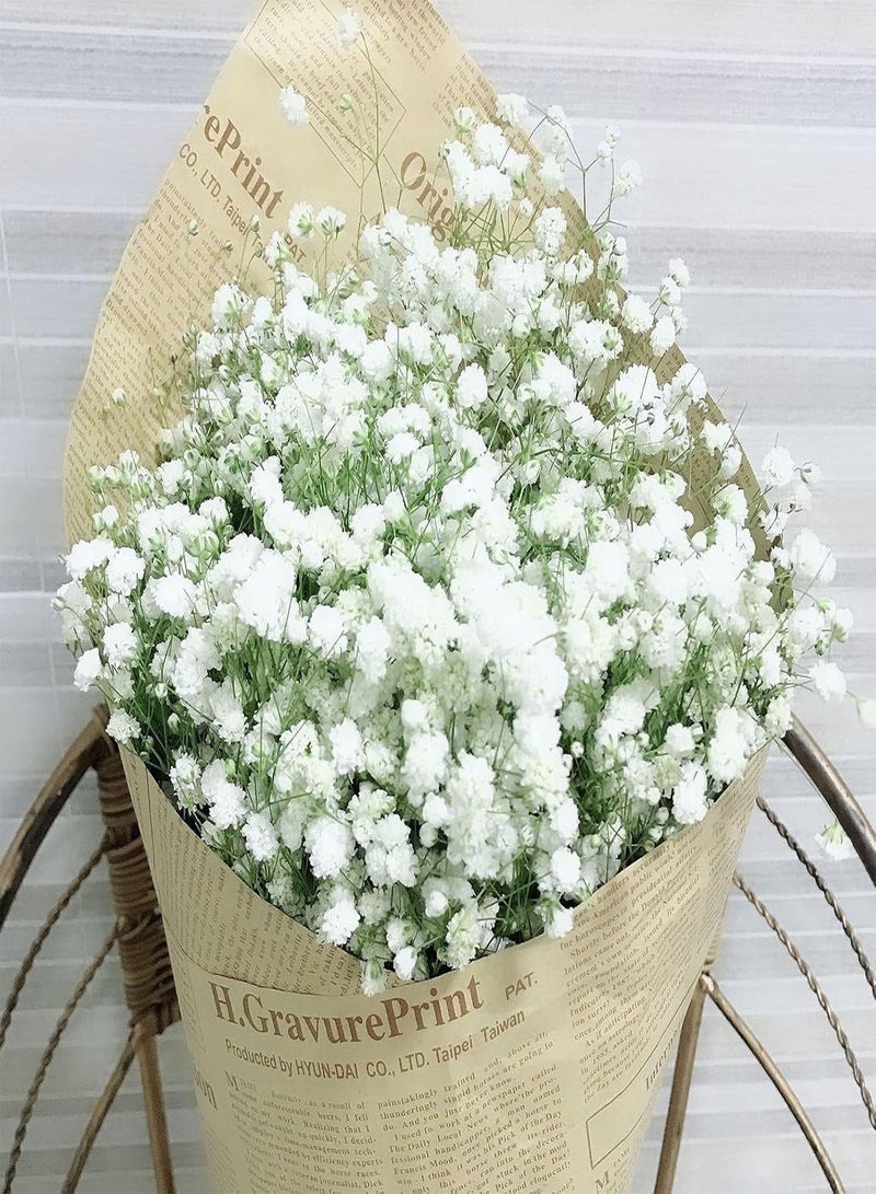 GGOOT 100Pcs Premium Flower Seeds, Gypsophila Paniculata Seeds Perennials Full of Vitality White Light Watering Flower Seeds for Balcony White - Image 4