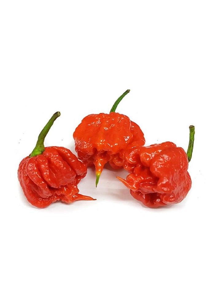 Carolina Reaper Chillies, 50g, Spain