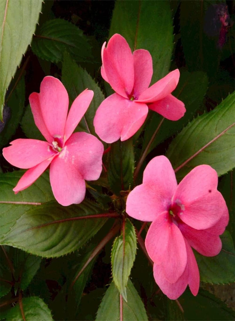 جي جوت 30 قطعة من بذور عشبة البلسم السنوية الجميلة، بذور زهور تملأ الحديقة، تزرع في الحديقة الخارجية، شرفة، فناء، تزين المنزل - Image 1