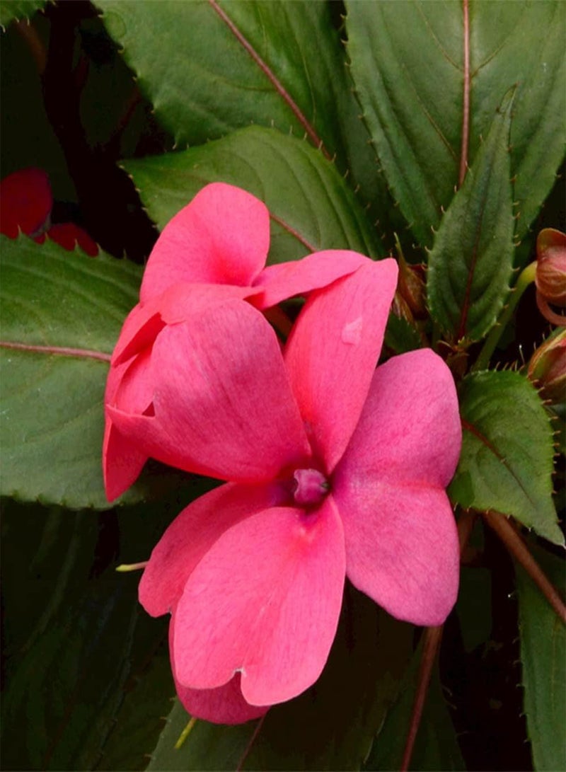 جي جوت 30 قطعة من بذور عشبة البلسم السنوية الجميلة، بذور زهور تملأ الحديقة، تزرع في الحديقة الخارجية، شرفة، فناء، تزين المنزل - Image 2