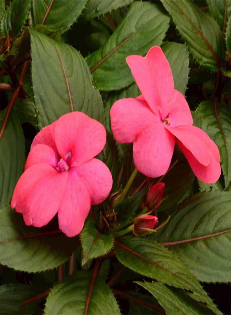 جي جوت 30 قطعة من بذور عشبة البلسم السنوية الجميلة، بذور زهور تملأ الحديقة، تزرع في الحديقة الخارجية، شرفة، فناء، تزين المنزل - Image 4