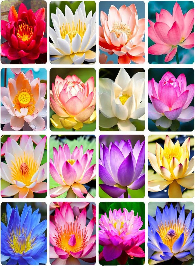 GGOOT 30+ Mixed Miniature Water Lily & Lotus Seeds Colorful Blooms for Bowls, Ponds & Water Gardens Non-GMO  - Image 1