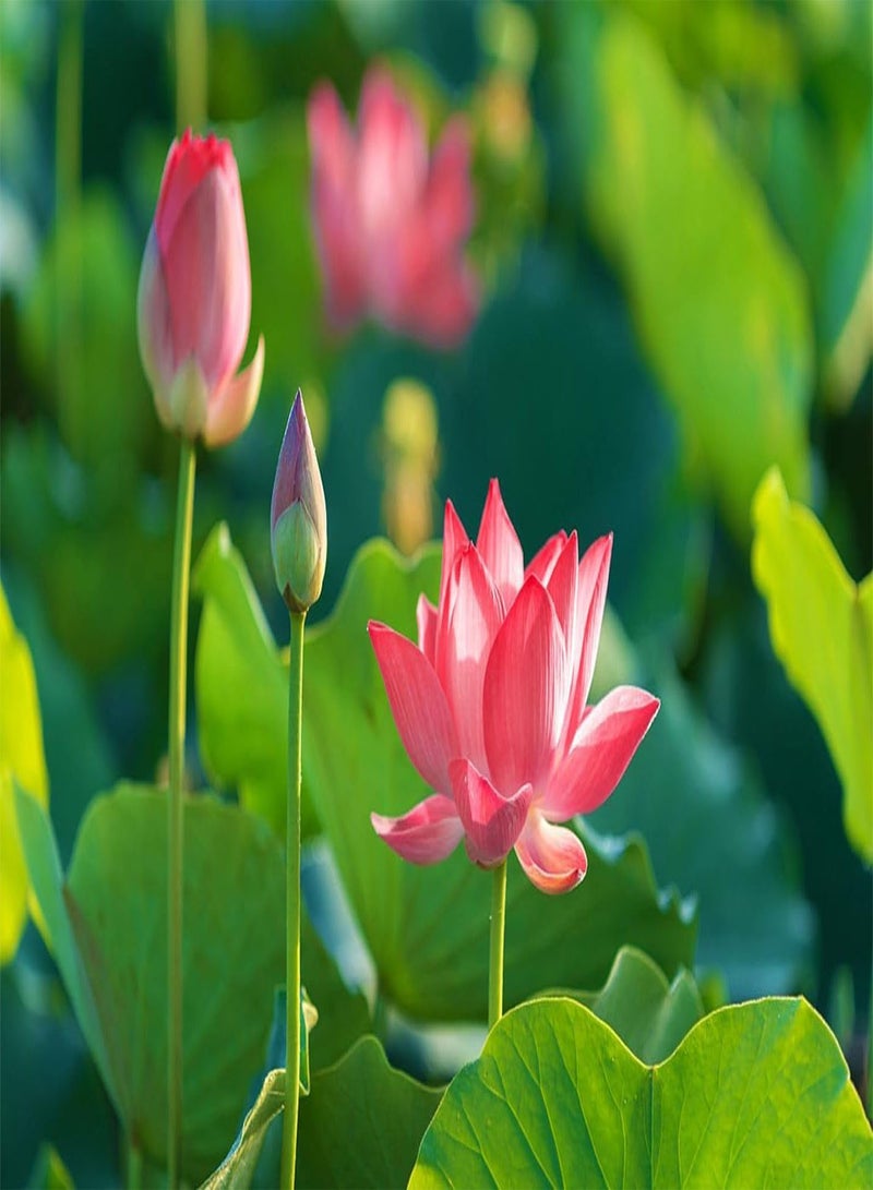 GGOOT 30+ Mixed Miniature Water Lily & Lotus Seeds Colorful Blooms for Bowls, Ponds & Water Gardens Non-GMO  - Image 2