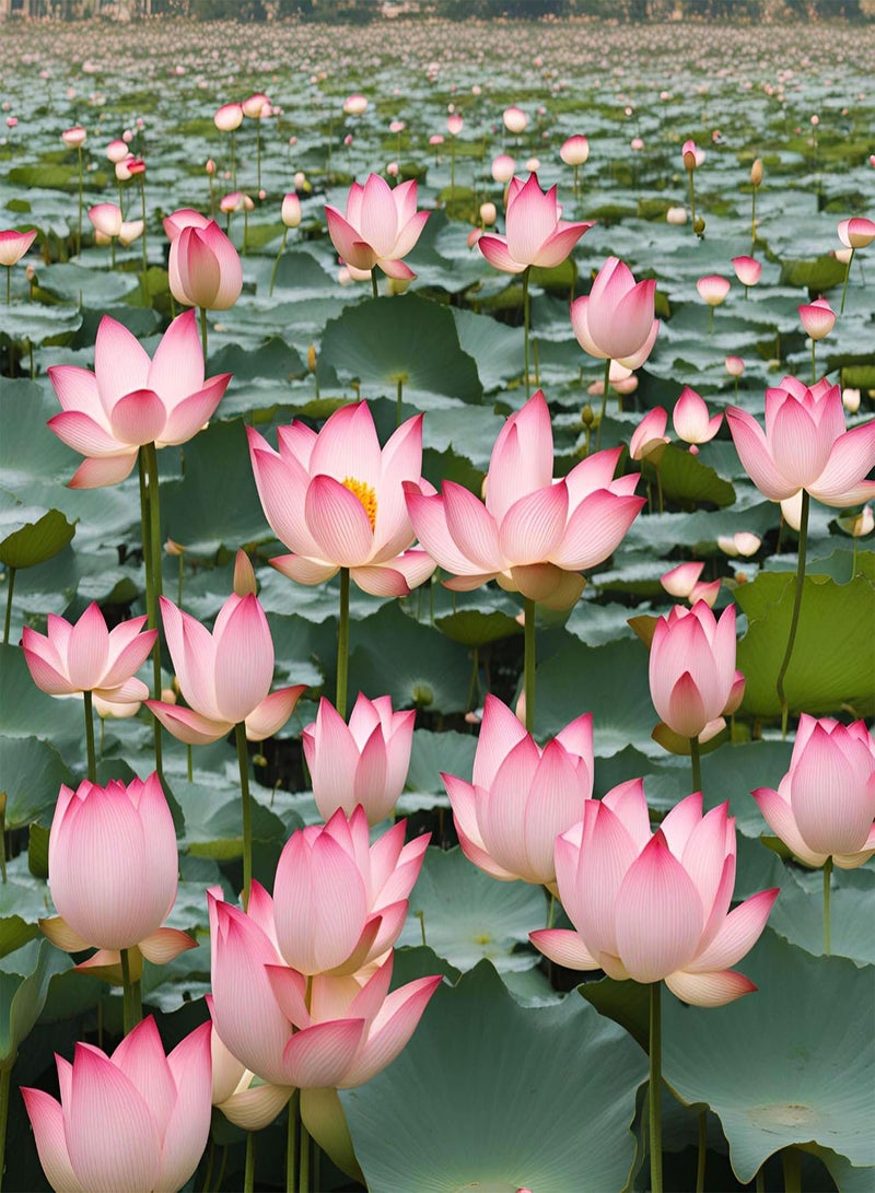 GGOOT 30+ Mixed Miniature Water Lily & Lotus Seeds Colorful Blooms for Bowls, Ponds & Water Gardens Non-GMO  - Image 4