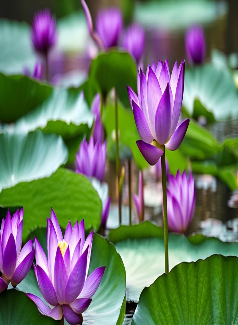 GGOOT 30+ Mixed Miniature Water Lily & Lotus Seeds Colorful Blooms for Bowls, Ponds & Water Gardens Non-GMO  - Image 5
