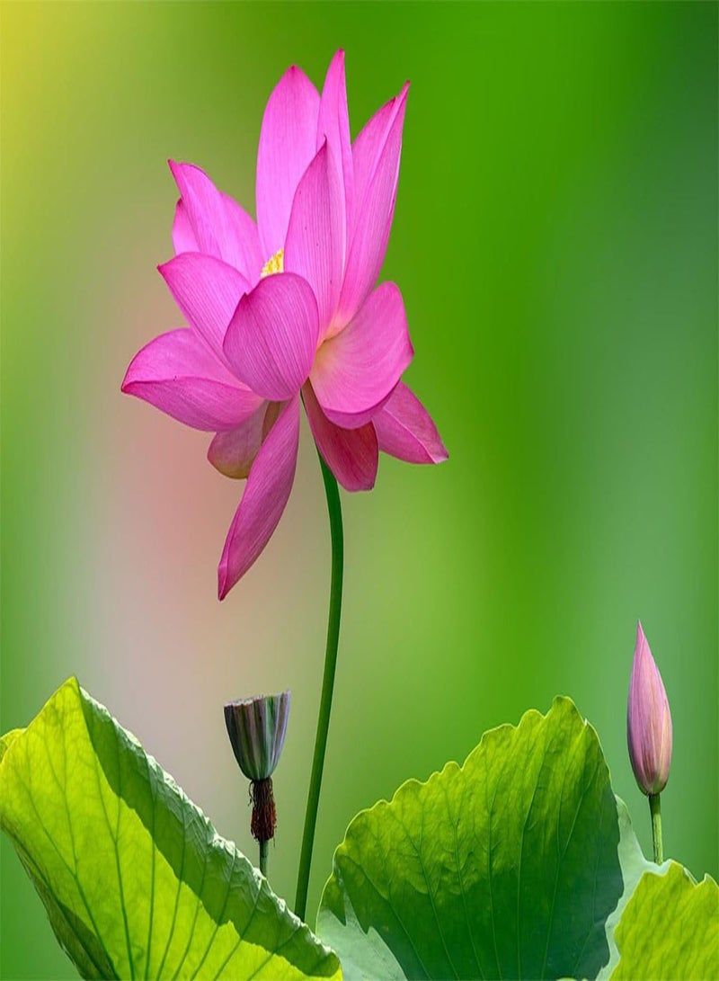 GGOOT 30+ Mixed Miniature Water Lily & Lotus Seeds Colorful Blooms for Bowls, Ponds & Water Gardens Non-GMO  - Image 3