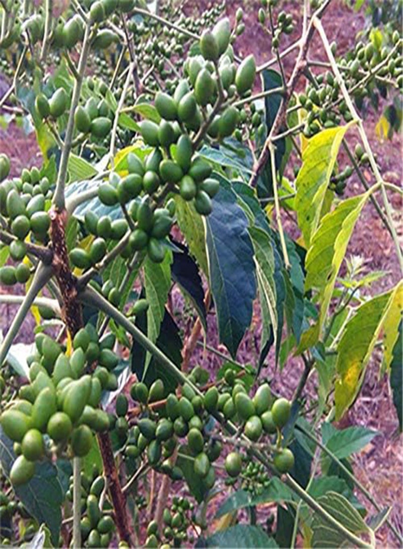 جي جوت بذور شجرة بروسيا جافانيكا من إيجرو، عبوة من 40 قطعة، نبات بروسيا جافانيكا، شجرة بروسيا جافا، عشبة - Image 3