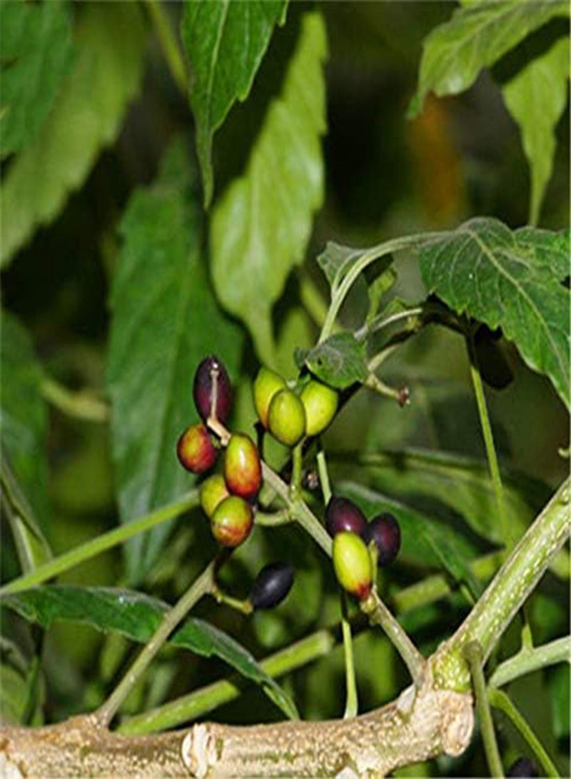 جي جوت بذور شجرة بروسيا جافانيكا من إيجرو، عبوة من 40 قطعة، نبات بروسيا جافانيكا، شجرة بروسيا جافا، عشبة - Image 1