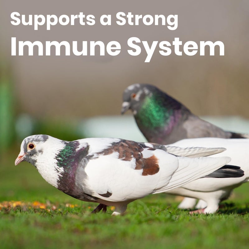 BRANDSFINITY Premium Bird Food For Pigeons - Image 3