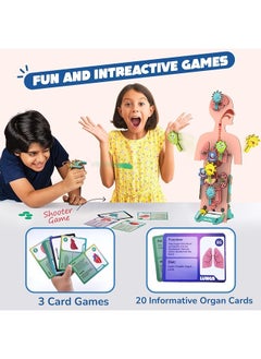 Smartivity Smartivity Human Body Toy for Kids 6-12 Years | Body Organs & Functions | Best Birthday Gift for Boys & Girls | DIY STEM Educational Science Project Model for Kids 6,7,8,9,10,11,12 Years Old  - Image 4