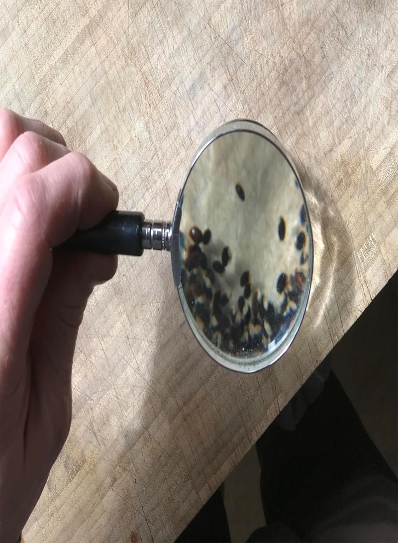 GGOOT Silver Wattle Mimosa Acacia Deagata 25+ Seeds - Image 3