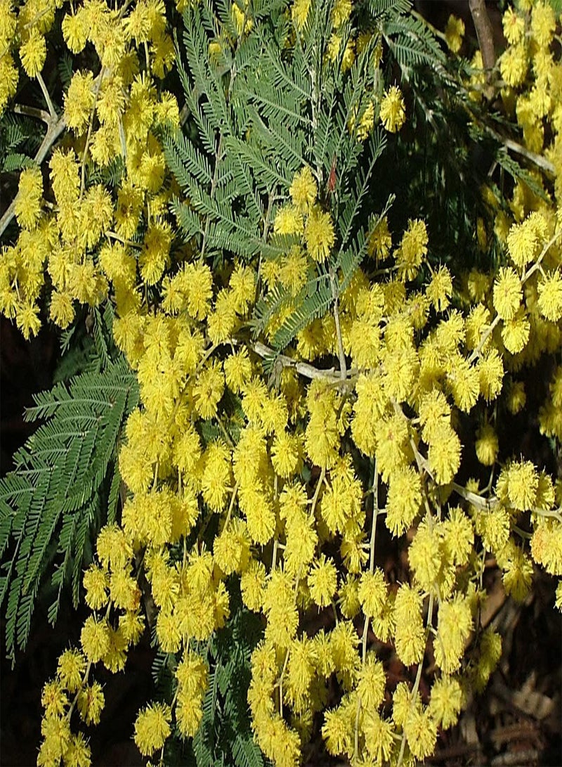 GGOOT Silver Wattle Mimosa Acacia Deagata 25+ Seeds - Image 2