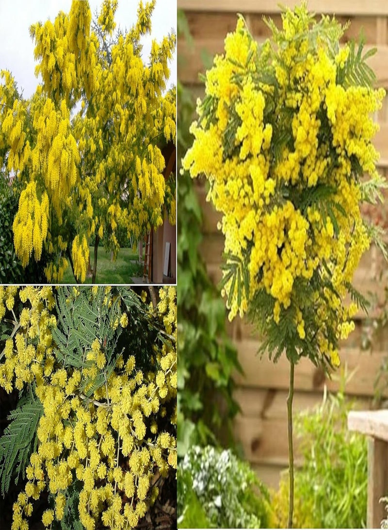 GGOOT Silver Wattle Mimosa Acacia Deagata 25+ Seeds - Image 1