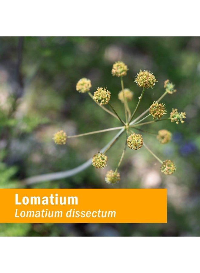 HERB PHARM Lomatium Extract 1 Fz - Image 3