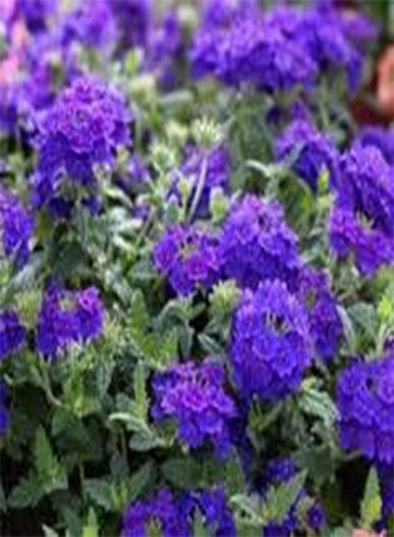 GGOOT seeds Fresh 100 pcs Verbena hybrida Perennial Flower Seeds for Planting Blue 3