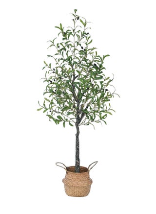 Olive Tree 150cm