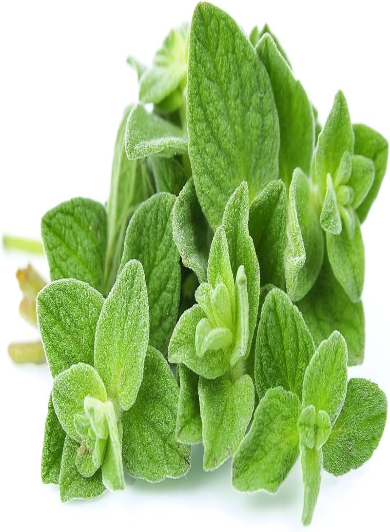 GGOOT Seeds Oregano - Wild Marjoram - Heirloom Herb - GMO Free  - Image 5
