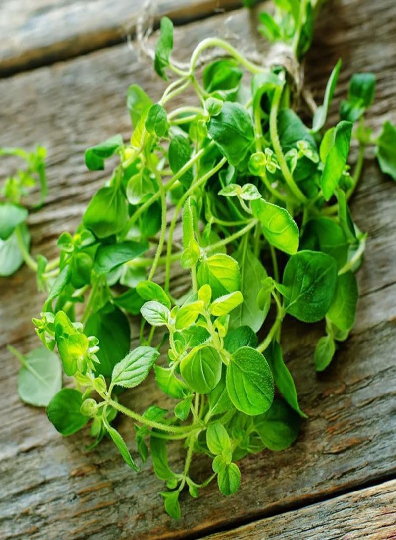 GGOOT Seeds Oregano - Wild Marjoram - Heirloom Herb - GMO Free  - Image 3