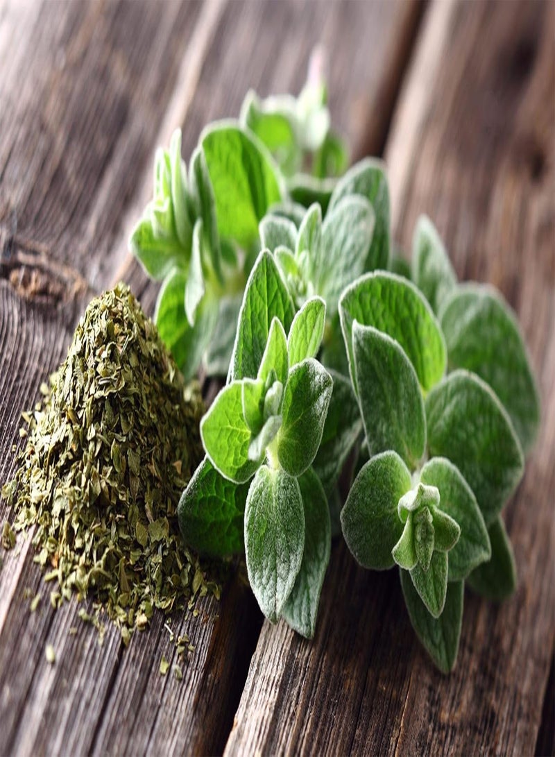 GGOOT Seeds Oregano - Wild Marjoram - Heirloom Herb - GMO Free  - Image 1