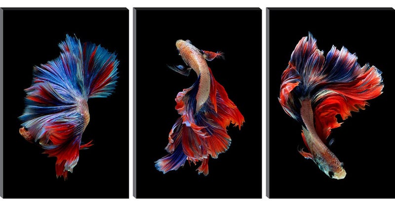 SAF paintings Set of 3 Fish Modern Art MDF Self Adhessive UV Textured Painting 27 Inch X 12 Inch(Each Painting Size 12 Inch X 9 Inch) PHC30256 - Image 1