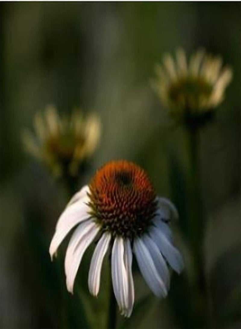 جي جوت 200 قطعة من بذور إشنسا قابلة للتكيف قوية وسهلة الزراعة في الأماكن المغلقة والمفتوحة والزهور المزخرفة في الحديقة مناسبة للمبتدئين - Image 2