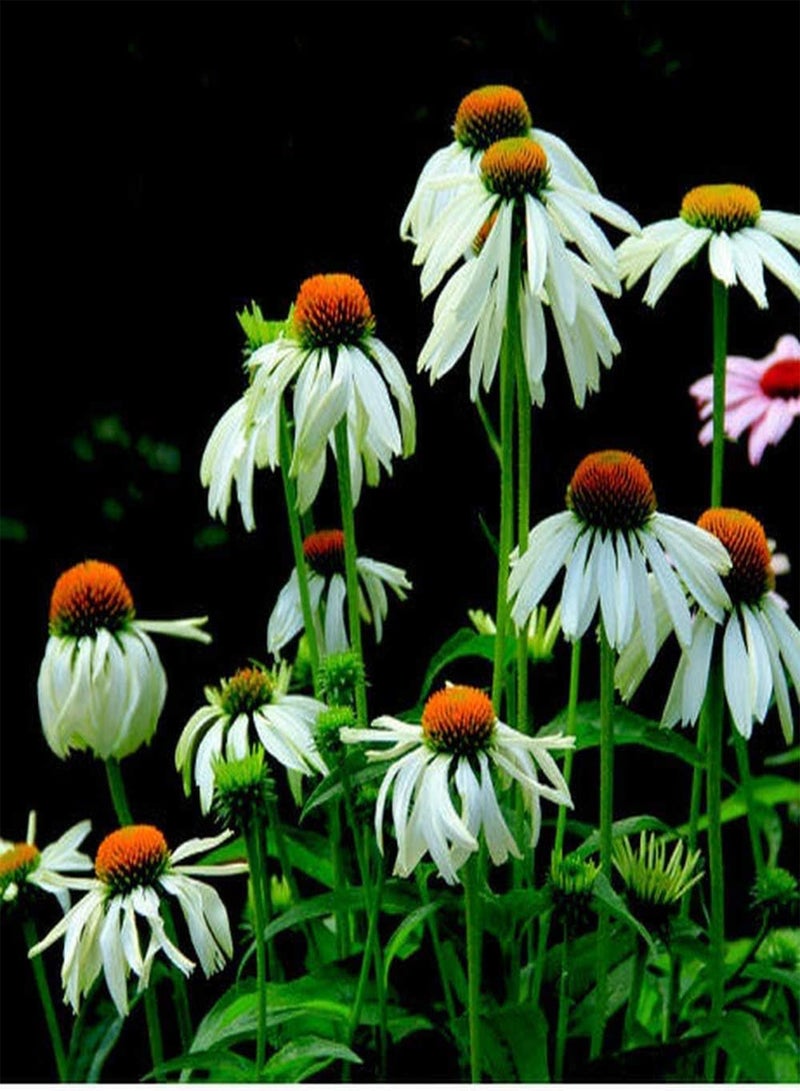 جي جوت 200 قطعة من بذور إشنسا قابلة للتكيف قوية وسهلة الزراعة في الأماكن المغلقة والمفتوحة والزهور المزخرفة في الحديقة مناسبة للمبتدئين - Image 1