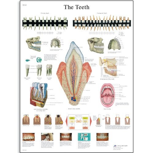 3B Scientific VR1263UU Glossy Paper The Teeth Anatomical Chart, Poster Size 20" Width x 26" Height - Image 1