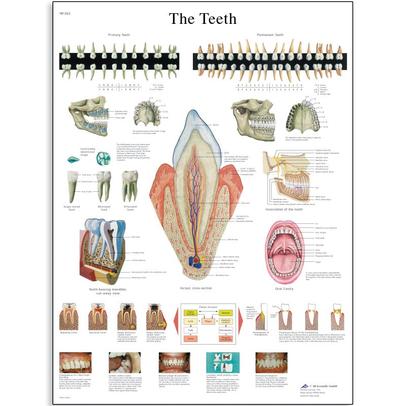 3B Scientific VR1263UU Glossy Paper The Teeth Anatomical Chart, Poster Size 20" Width x 26" Height - Image 4