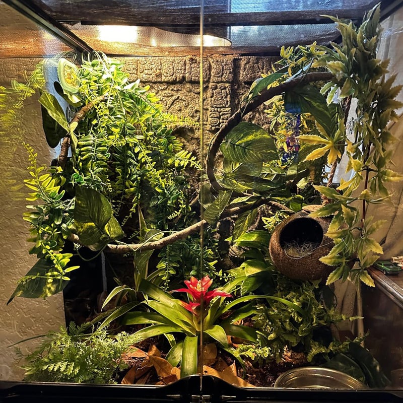 MUYG Crested Gecko Coconut Hut,Leopard Gecko Natural Coco Shell Den Reptiles Habitat Durable Hanging Cave Hideouts Plants Climbing Decoration for Amphibians and Small Animals(4 Pcs) - Image 2