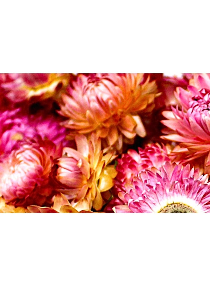 FANCY FLOWERS FANCY Natural Dried Helichrysum Flowers – Dry Floral Decor for Crafts, Weddings & Home Décor – Assorted Colors (White, Pink, Yellow) – Bulk Dried Flowers in Gift Box (PINK, LARGE) - Image 3