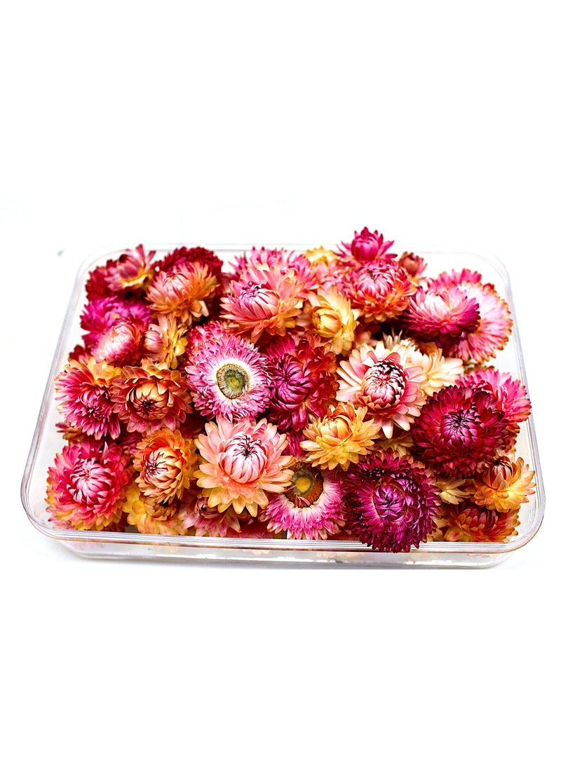 FANCY FLOWERS FANCY Natural Dried Helichrysum Flowers – Dry Floral Decor for Crafts, Weddings & Home Décor – Assorted Colors (White, Pink, Yellow) – Bulk Dried Flowers in Gift Box (PINK, LARGE) - Image 2