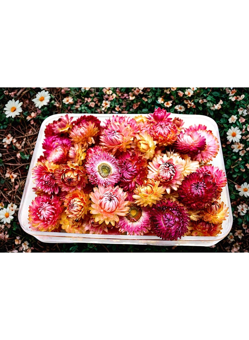 FANCY FLOWERS FANCY Natural Dried Helichrysum Flowers – Dry Floral Decor for Crafts, Weddings & Home Décor – Assorted Colors (White, Pink, Yellow) – Bulk Dried Flowers in Gift Box (PINK, LARGE) - Image 1