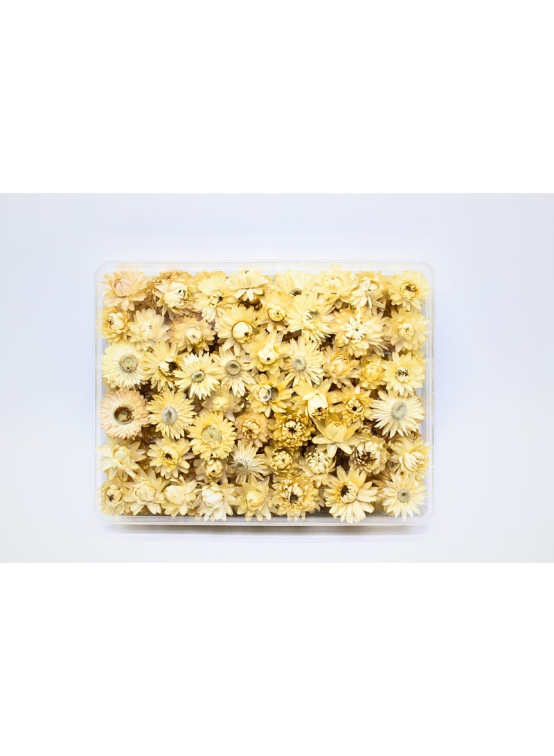 FANCY FLOWERS FANCY Natural Dried Helichrysum Flowers – Dry Floral Decor for Crafts, Weddings & Home Décor – Assorted Colors (White, Pink, Yellow) – Bulk Dried Flowers in Gift Box (PINK, LARGE) - Image 4