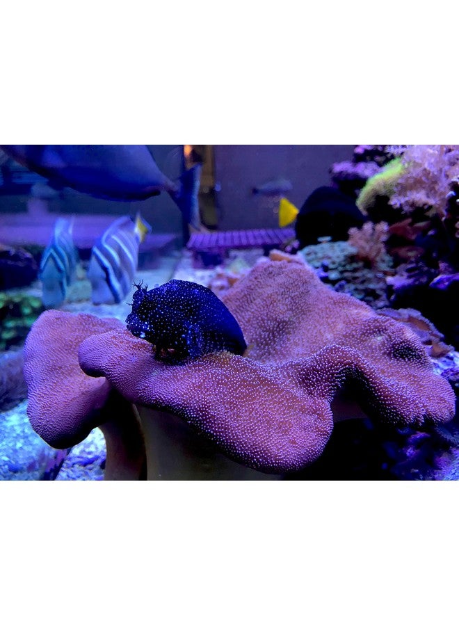 سي تشيم ريف تريس، 2 لتر / 67.6 أونصة سائلة. - Image 3