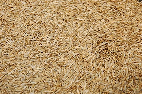 Eretz Kentucky 31 K31 Tall Fescue Grass Seed by Eretz - Choose Size! State Certified, No fillers, No Weed or Other Crop Seeds (3lbs) - Image 3