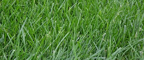 Eretz Kentucky 31 K31 Tall Fescue Grass Seed by Eretz - Choose Size! State Certified, No fillers, No Weed or Other Crop Seeds (3lbs) - Image 5