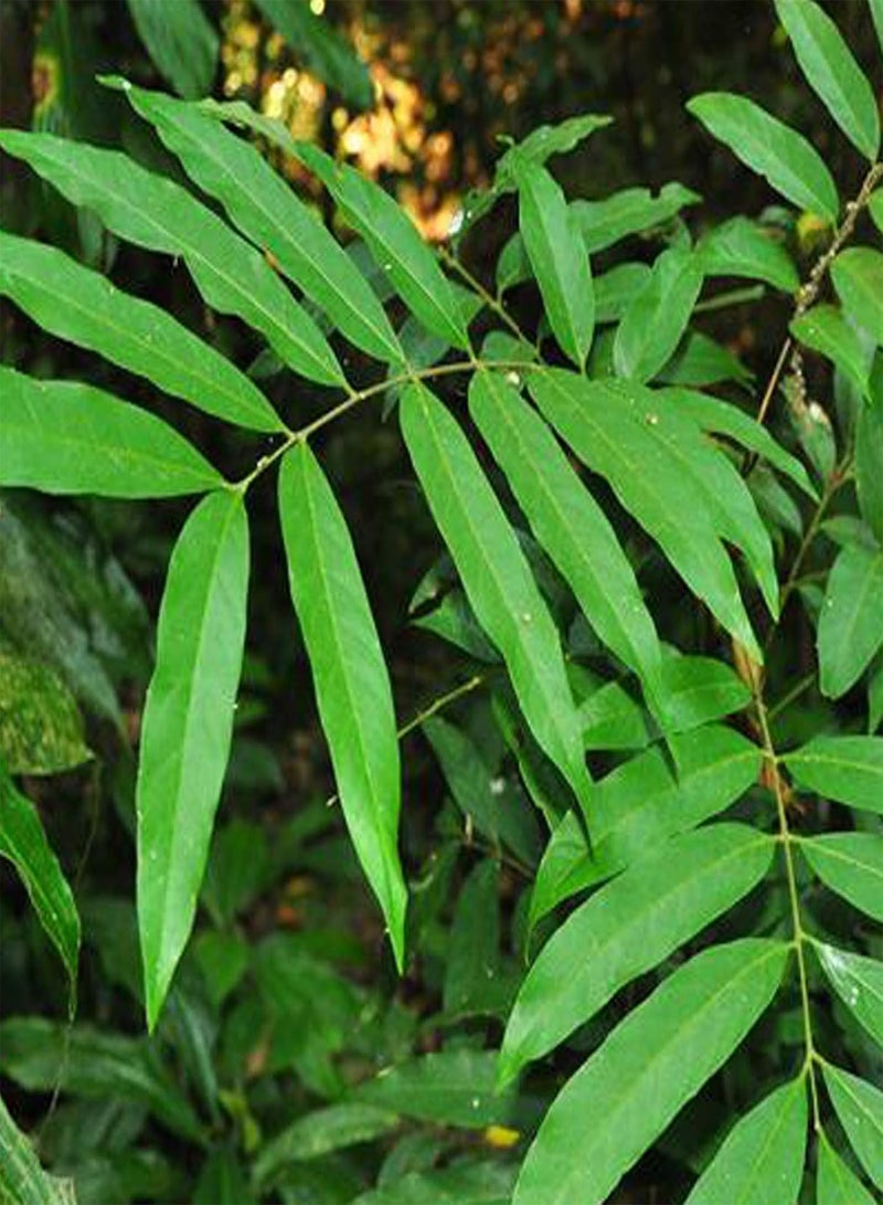 جي جوت 150 قطعة من بذور الكاري، بذور خضراوات طازجة عالية الغلة، بذور نباتية، هدية للزراعة الداخلية والخارجية، بذور الكاري - Image 2