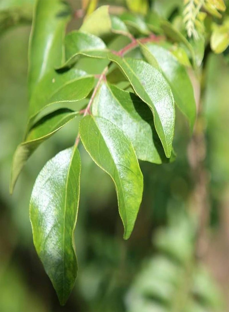 جي جوت 150 قطعة من بذور الكاري، بذور خضراوات طازجة عالية الغلة، بذور نباتية، هدية للزراعة الداخلية والخارجية، بذور الكاري - Image 4