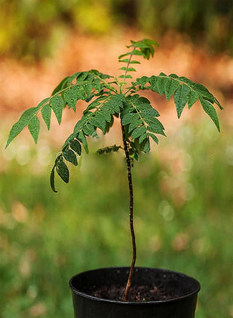 جي جوت 150 قطعة من بذور الكاري، بذور خضراوات طازجة عالية الغلة، بذور نباتية، هدية للزراعة الداخلية والخارجية، بذور الكاري - Image 1