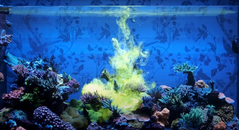 Red Sea Reef Energy Plus 1000ml (AB+) All in One Coral Food for Saltwater Aquarium Marine Reef Tanks | Food for Soft, LPS, SPS, and Non-Photosynthetic Corals - Image 4