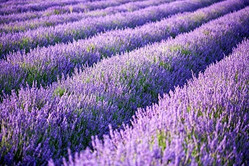 LOVENIMEN Artificial Lavender Flowers Bouquet in Purple, Fake Plant for Home Decor, Wedding, Garden, Office, Patio Decoration, Party Arrangement, Outdoor, Indoor, 4 pcs - Image 5