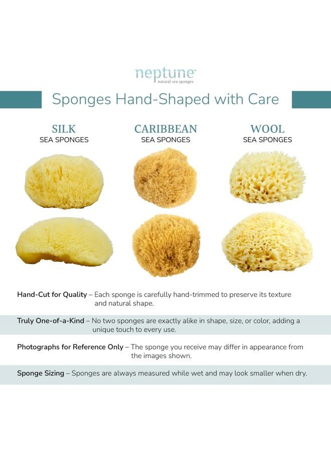 Neptune Caribbean Sea Sponge, Medium (Approx. 5-6 Inch), Hand Processed, Natural & Eco-Friendly Bath Sponge - Image 3