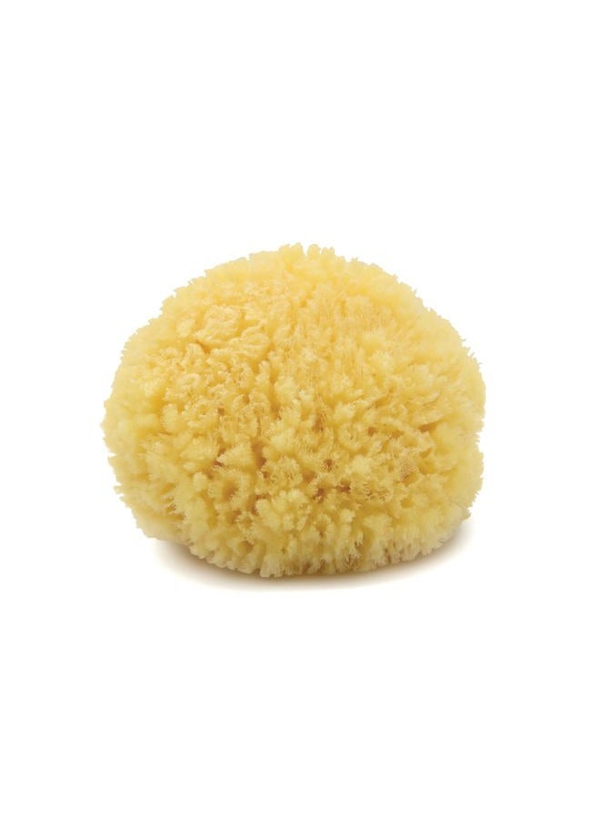 Neptune Caribbean Sea Sponge, Medium (Approx. 5-6 Inch), Hand Processed, Natural & Eco-Friendly Bath Sponge - Image 1