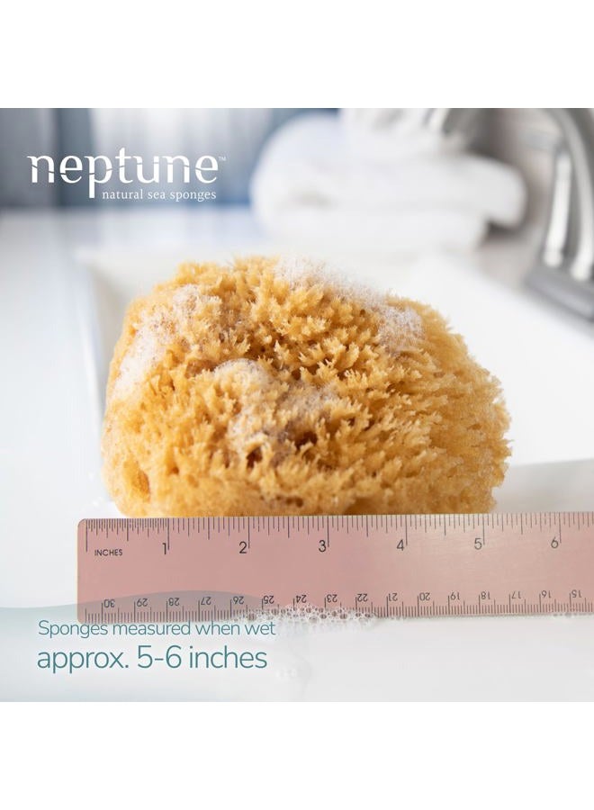 Neptune Caribbean Sea Sponge, Medium (Approx. 5-6 Inch), Hand Processed, Natural & Eco-Friendly Bath Sponge - Image 2