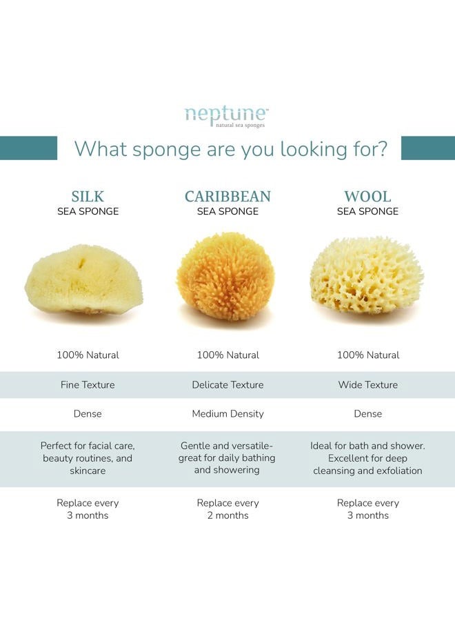 Neptune Caribbean Sea Sponge, Medium (Approx. 5-6 Inch), Hand Processed, Natural & Eco-Friendly Bath Sponge - Image 4