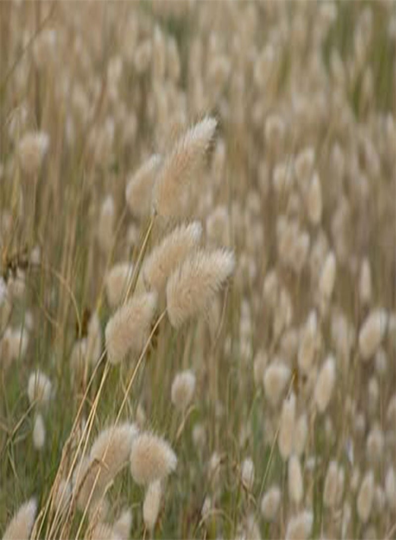 GGOOT seeds Lagurus ovatus (Bunny Tails)   100 Seeds - Image 2