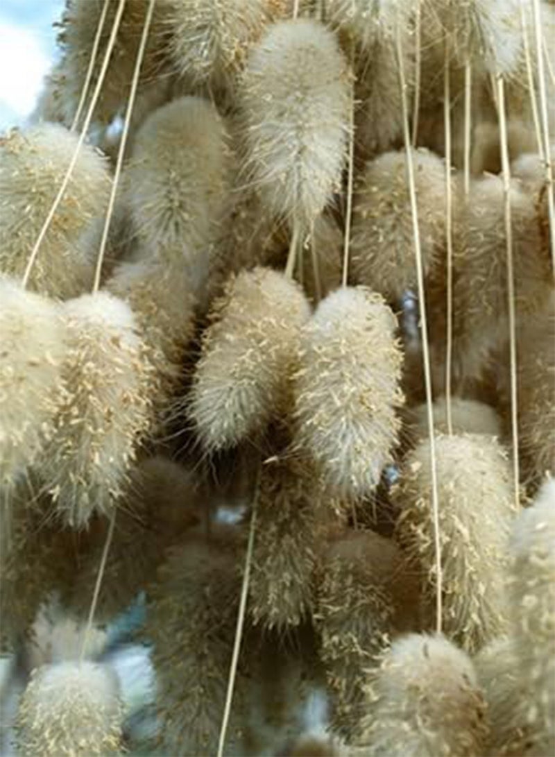 GGOOT seeds Lagurus ovatus (Bunny Tails)   100 Seeds - Image 1
