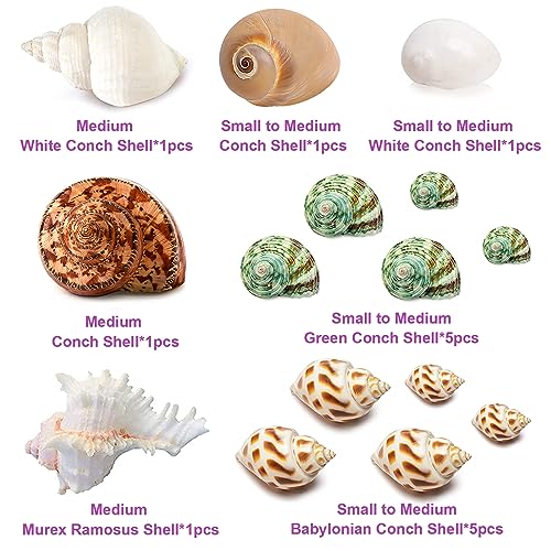 QICQDRAM QEQEKAKA 15PCS Hermit Crab Shells (7 Types) Natural Hermit Crab Shells, for Small to Large Hermit Crab Turbo Shells Hermit Crab Supplies Visit The QICQDRAM Store - Image 2