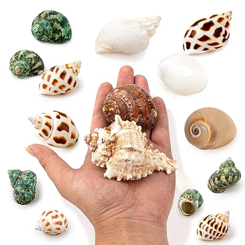 QICQDRAM QEQEKAKA 15PCS Hermit Crab Shells (7 Types) Natural Hermit Crab Shells, for Small to Large Hermit Crab Turbo Shells Hermit Crab Supplies Visit The QICQDRAM Store - Image 3